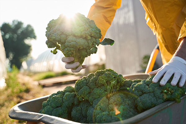 Person harvesting broccoli from a farm.
