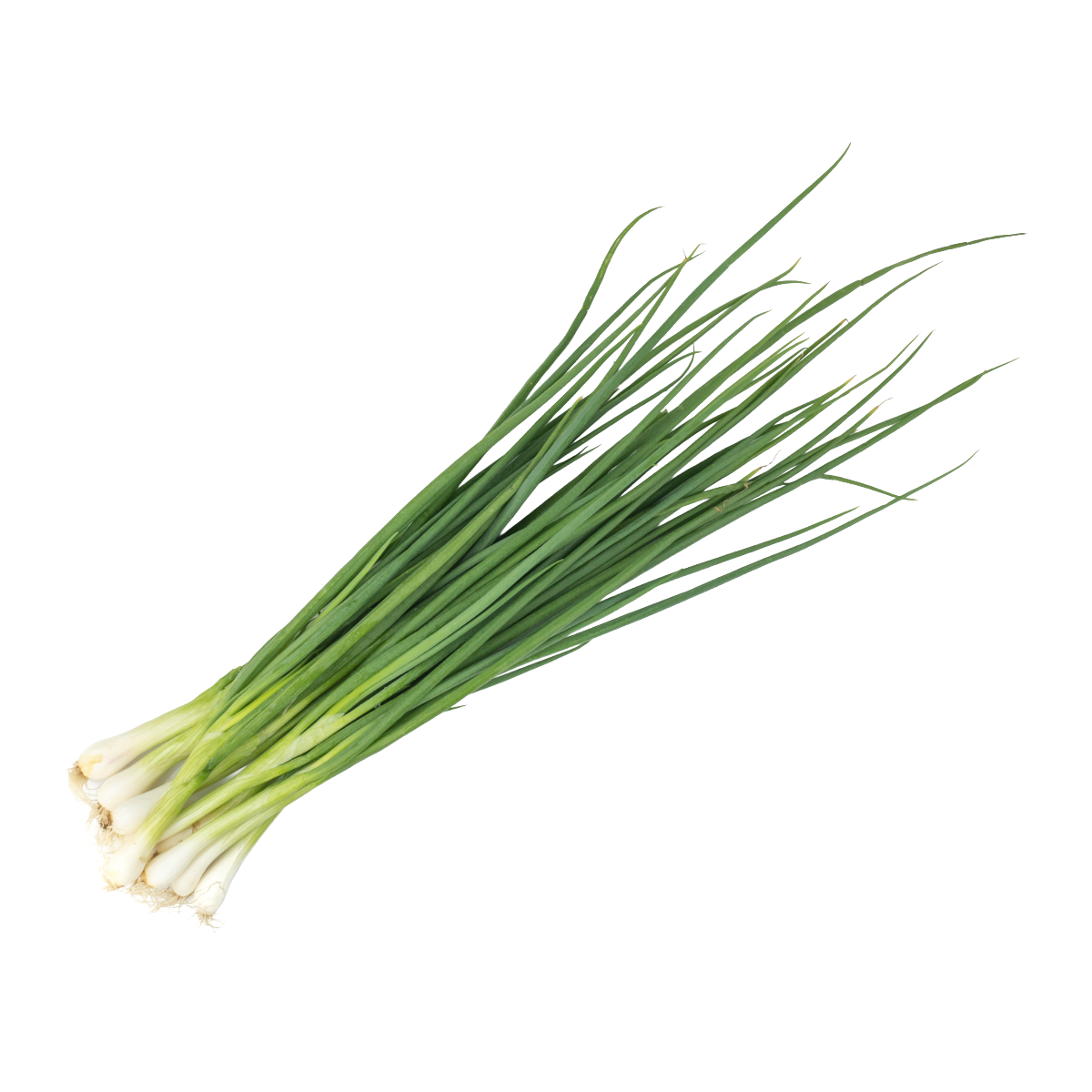CHIVE FRESH HERB